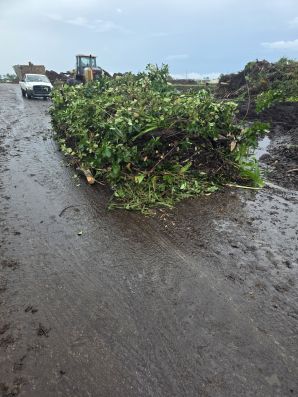 Yard Waste Removal in Whitfield, FL (1)